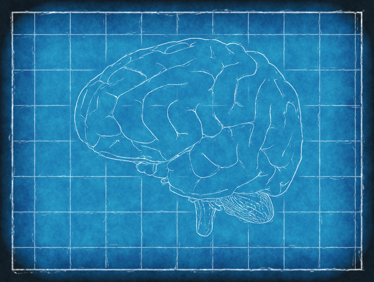 brain blueprint thinking free photo