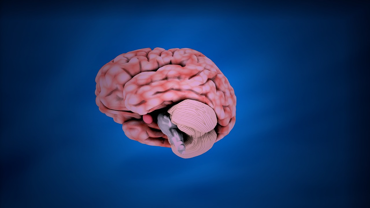 brain nervous anatomy free photo