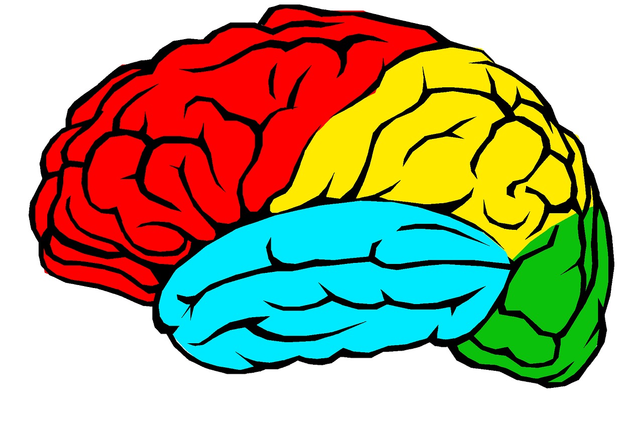 brain lobes colour free photo