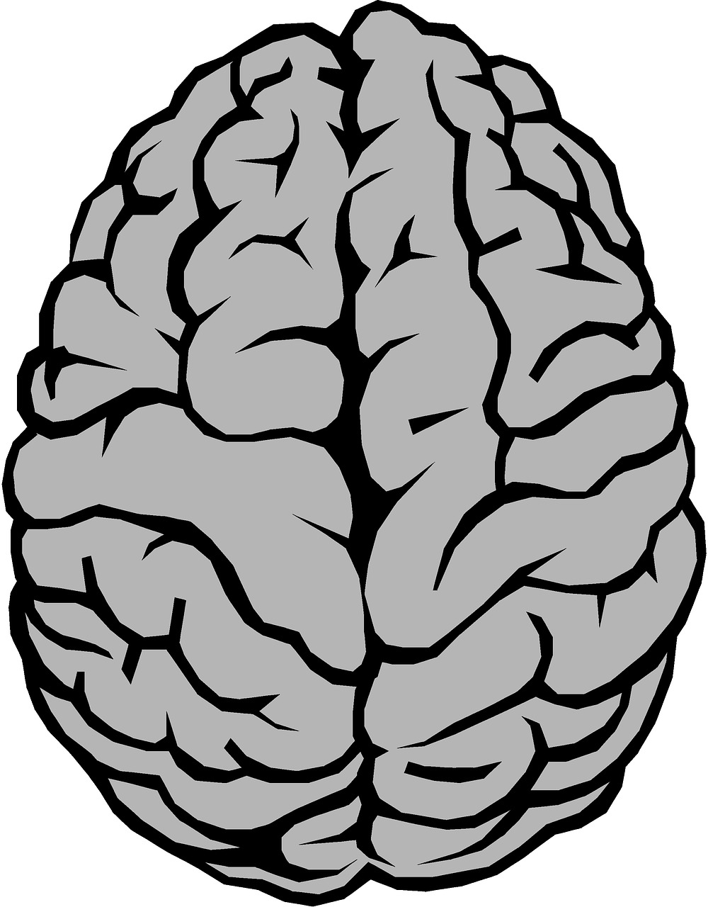 brain anatomy hemispheres free photo
