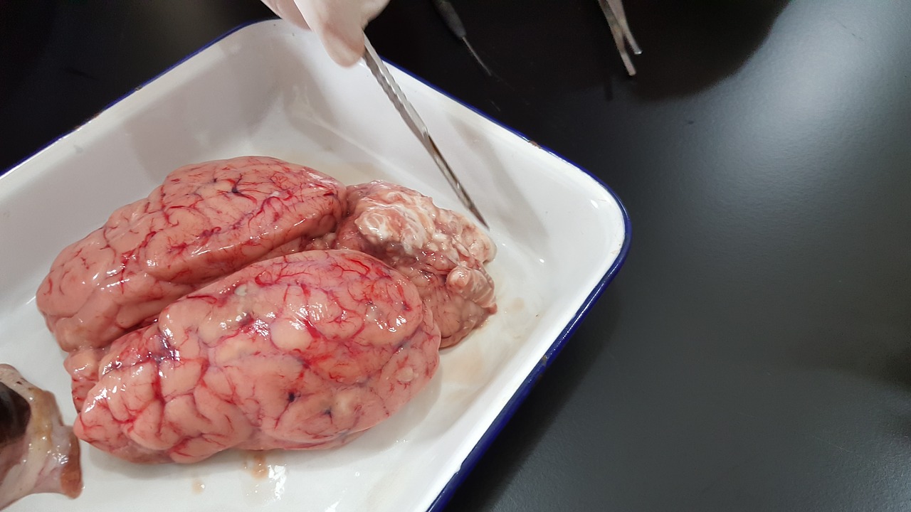 brain organ experiment free photo