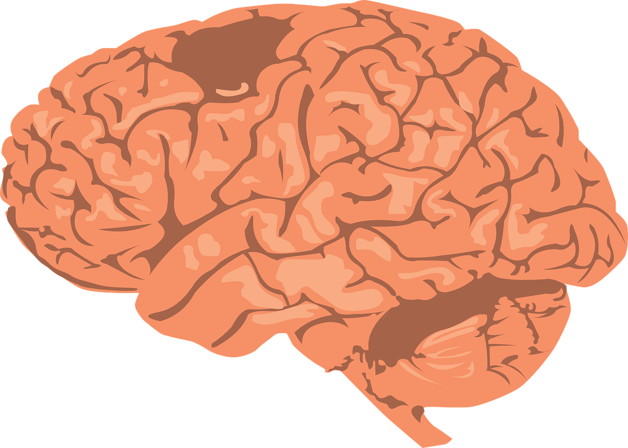 brain human cortex free photo