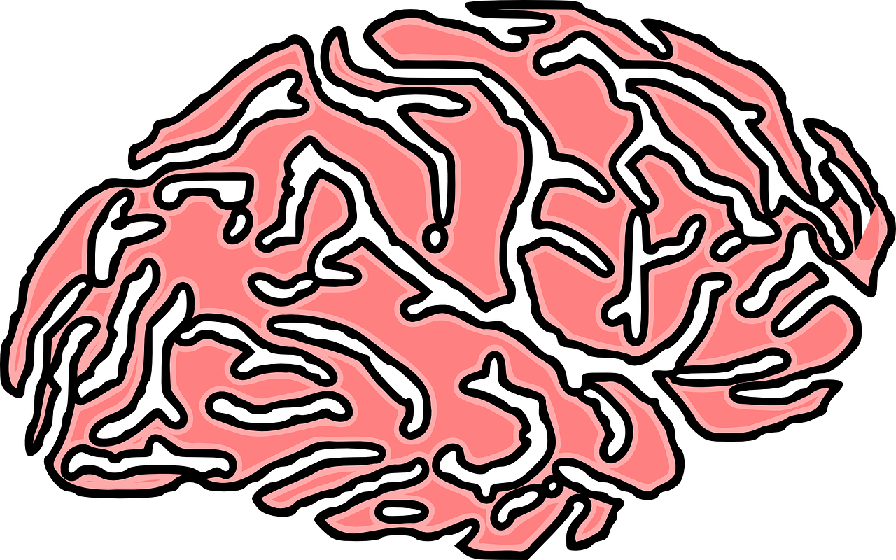 brain human cerebrum free photo