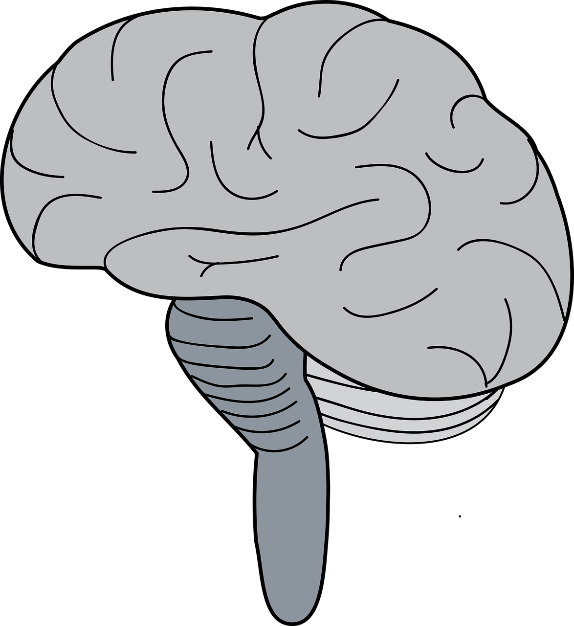 brain  cerebrum  brainstem free photo
