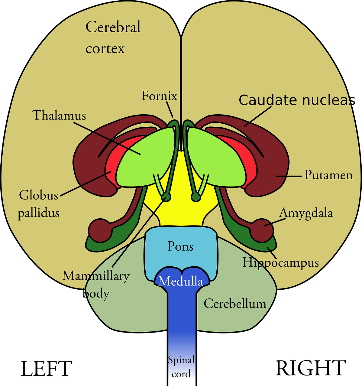 brain diagram medical free photo