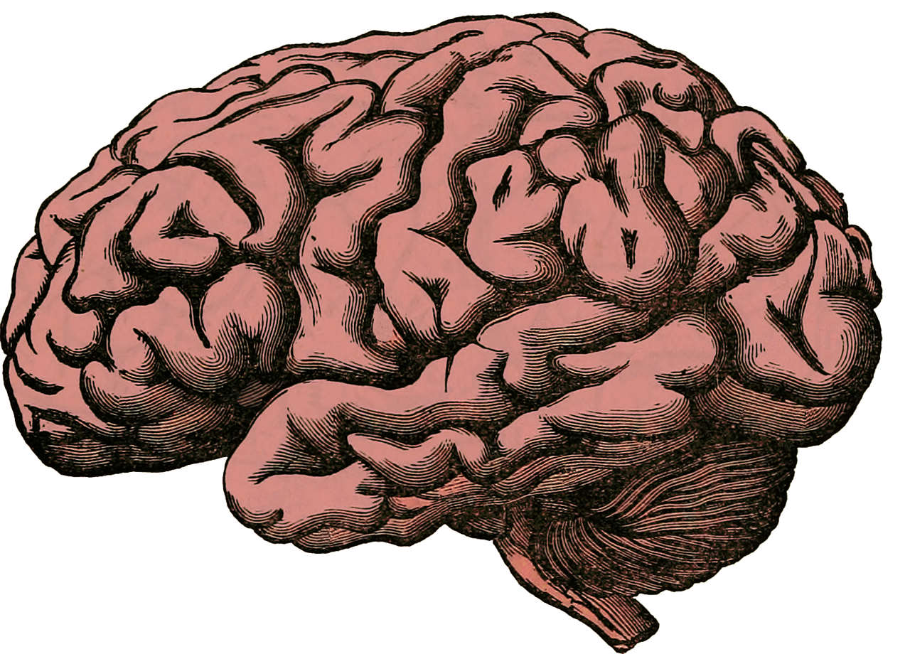 brain anatomy human free photo