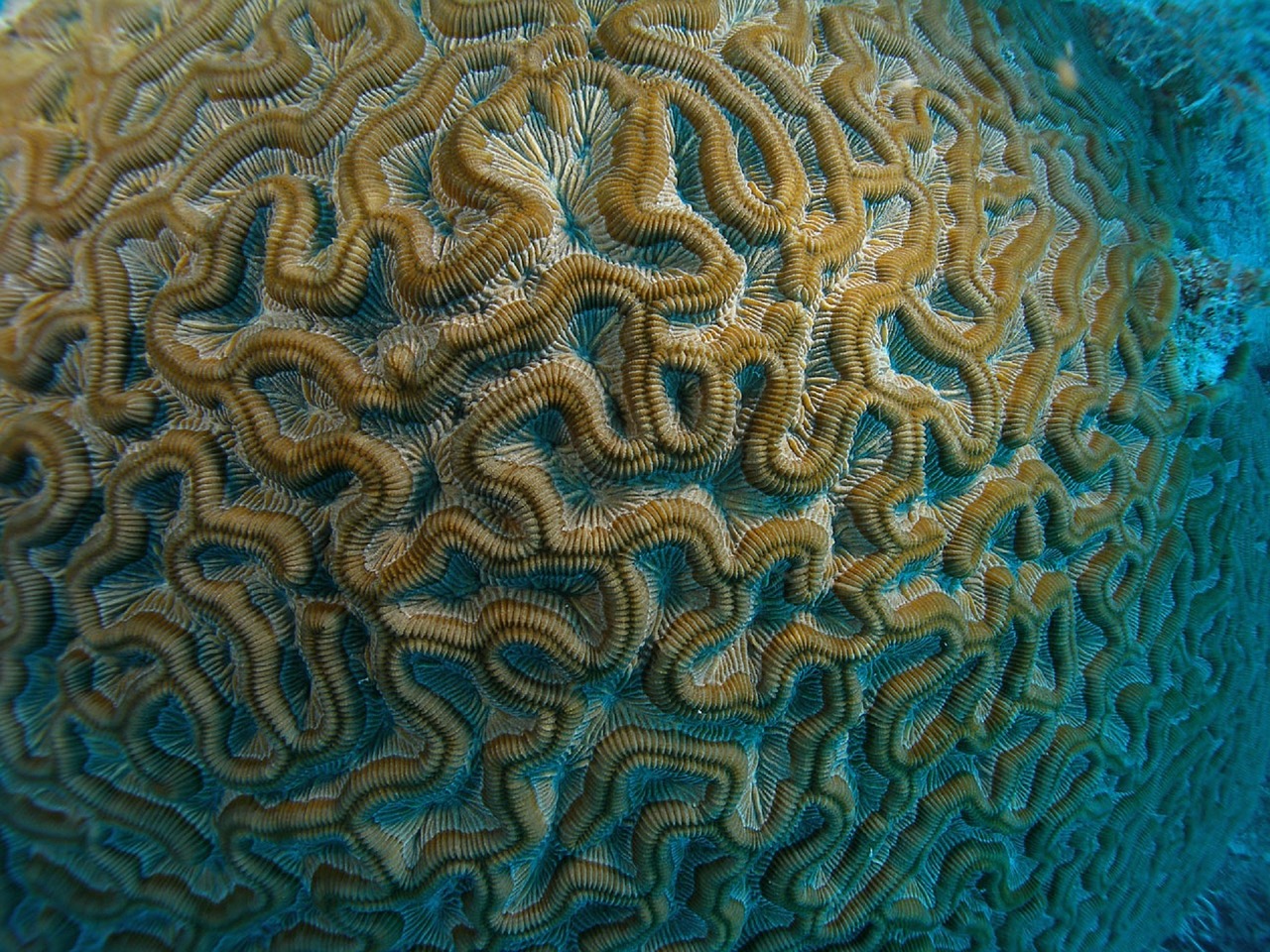 brain coral macro reef free photo