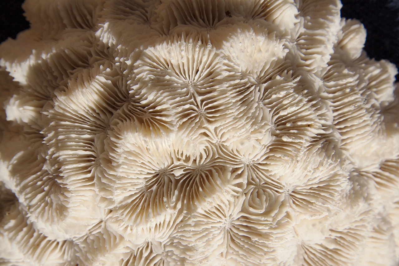 brain coral hard corals skeletal structure free photo