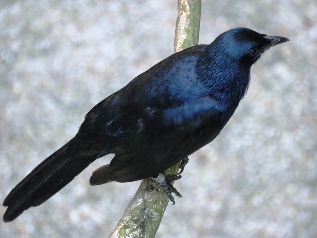 brainfever bird kuyil bird cuckoo bird free photo