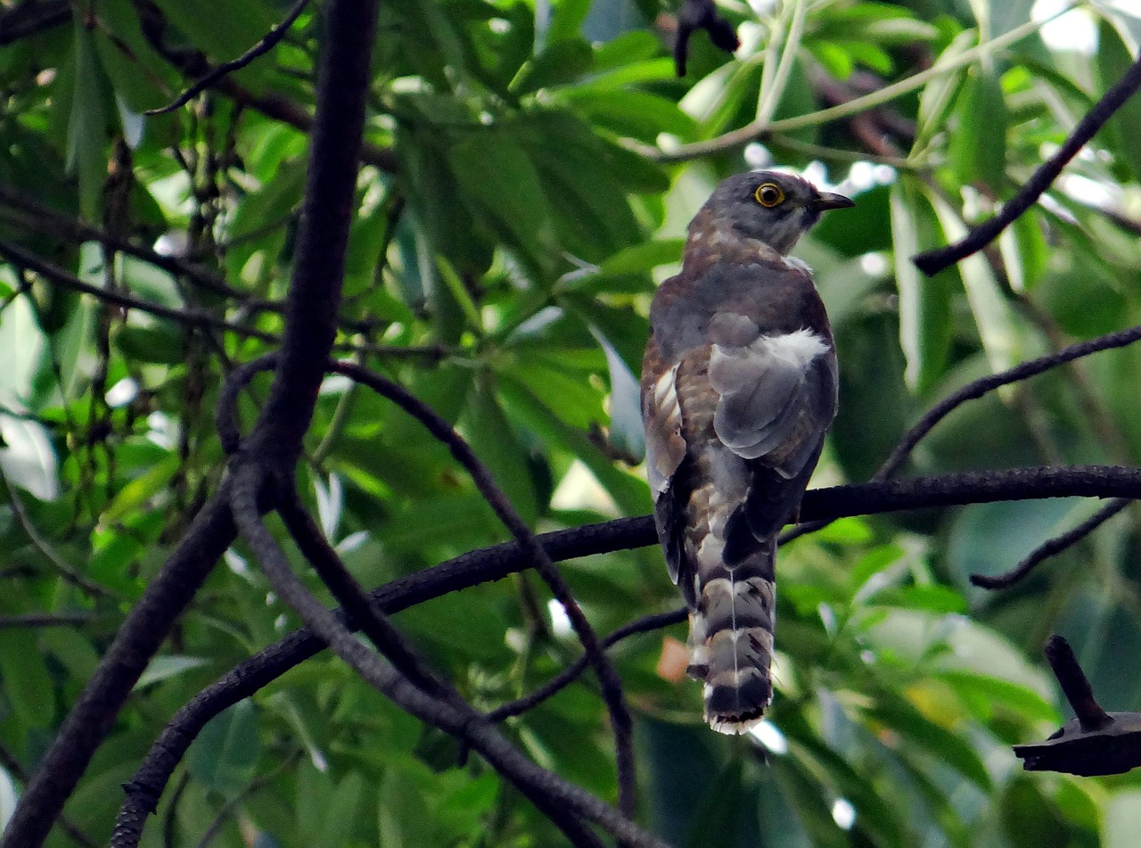 brainfever bird common hawk-cuckoo cuckoo free photo