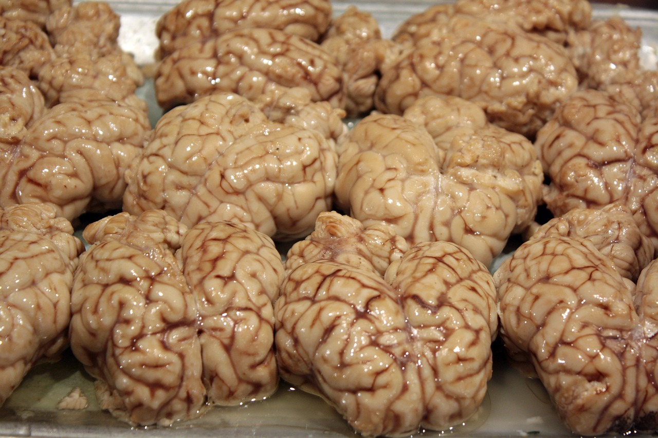 brains disgusting organ free photo