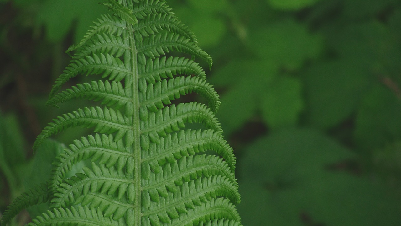 brake fern grass free photo