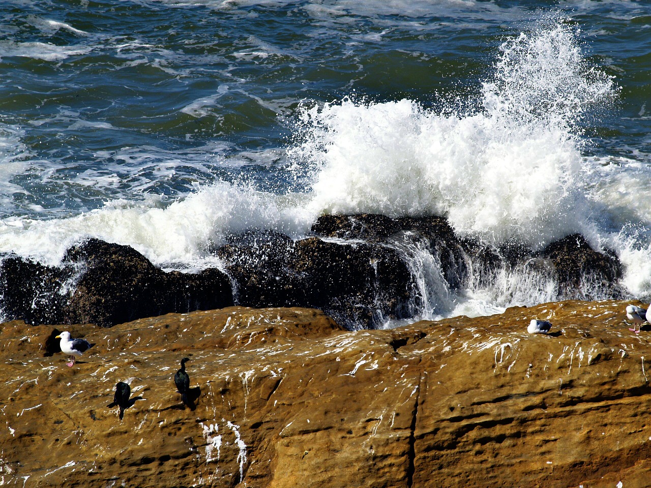 braking waves rocks cormorant free photo