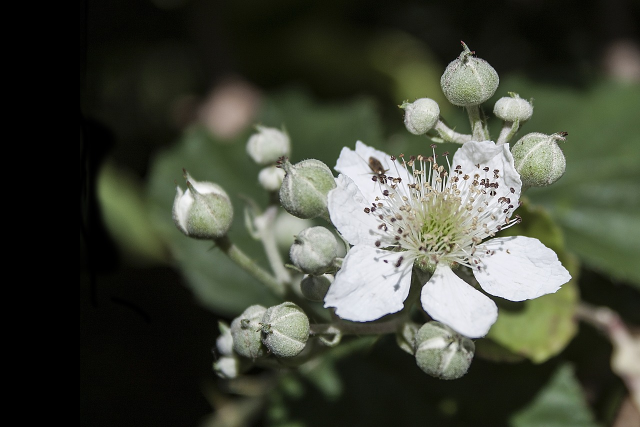 bramble flower white free photo