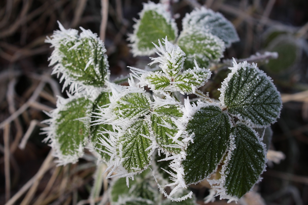 bramble winter cold free photo