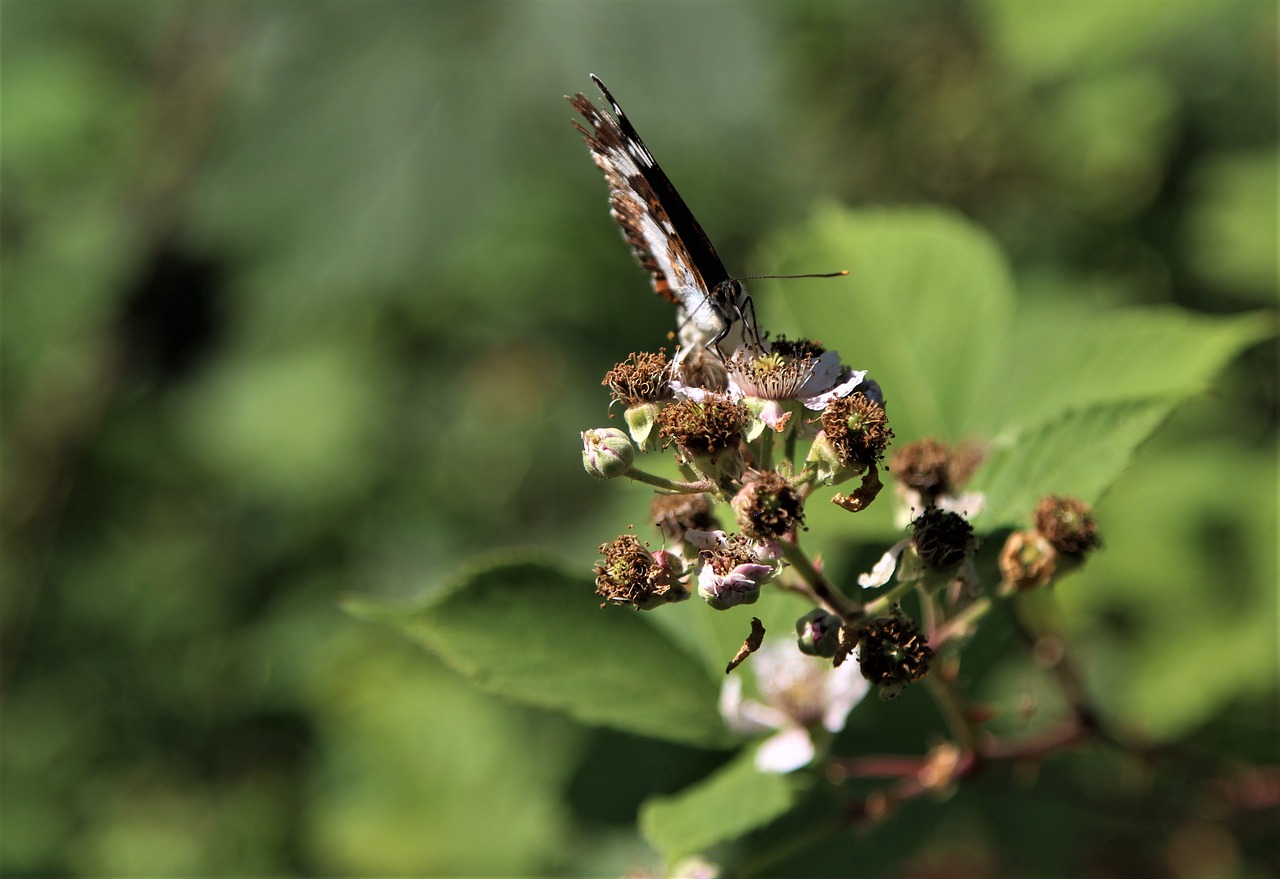 bramble  butterfly  nature free photo