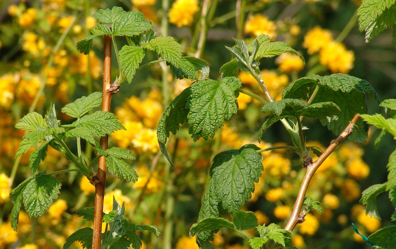 bramble leaves plant free photo