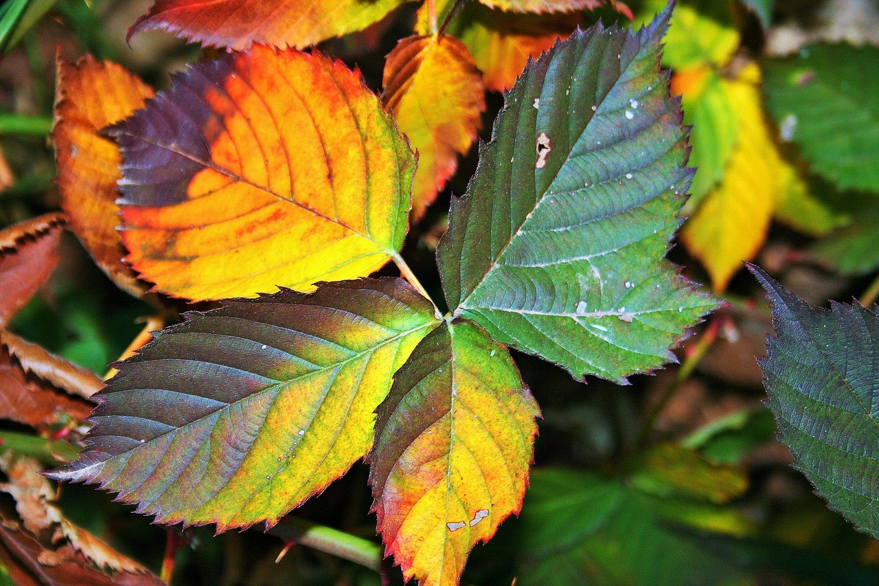 bramble leaves serrated free photo