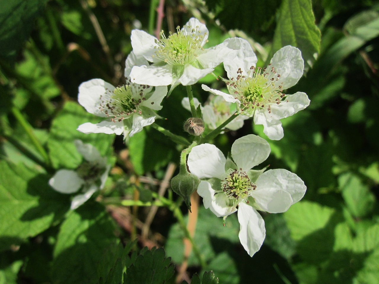 bramble blackberry shrub free photo