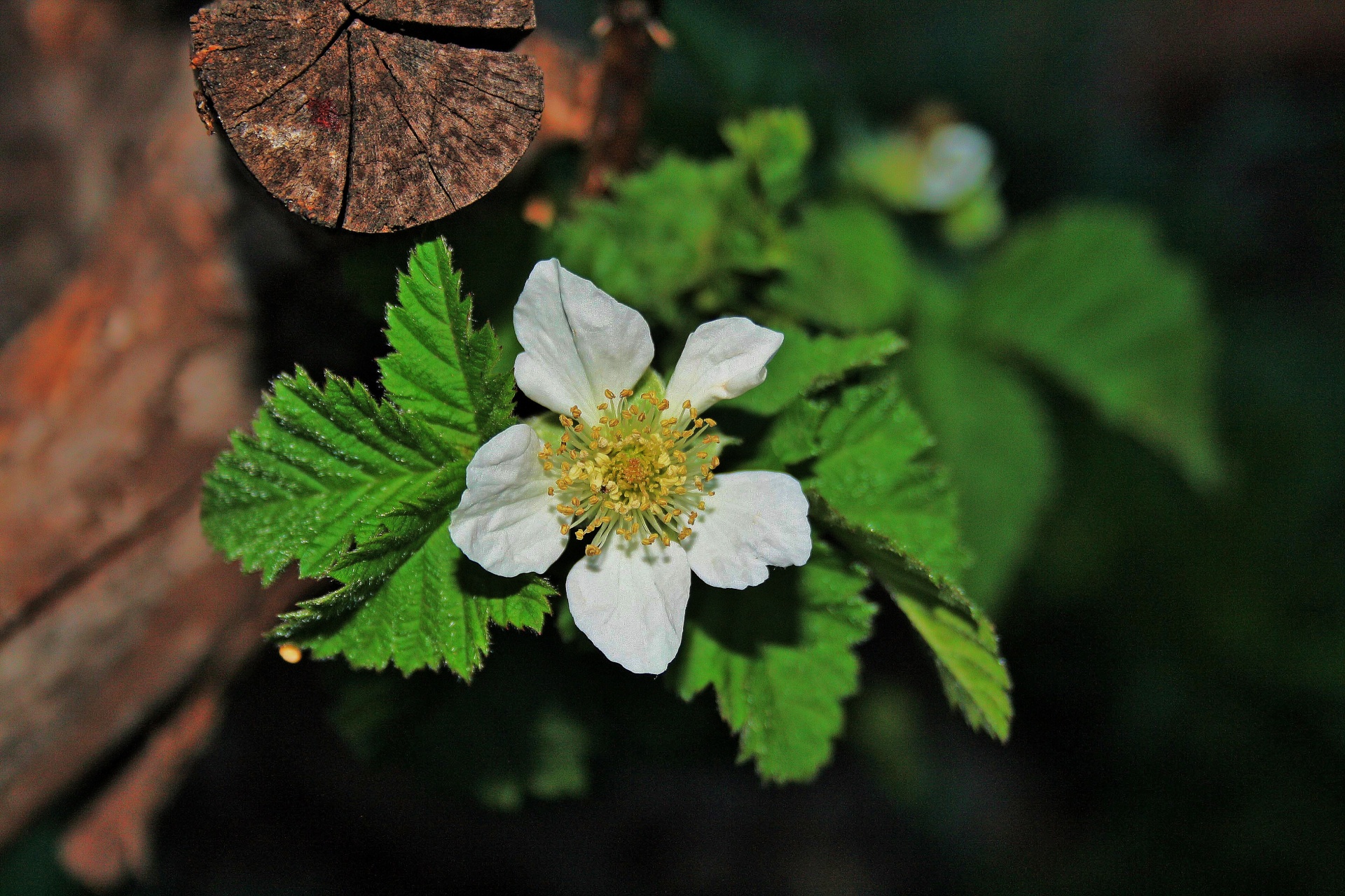 flower blossom white free photo