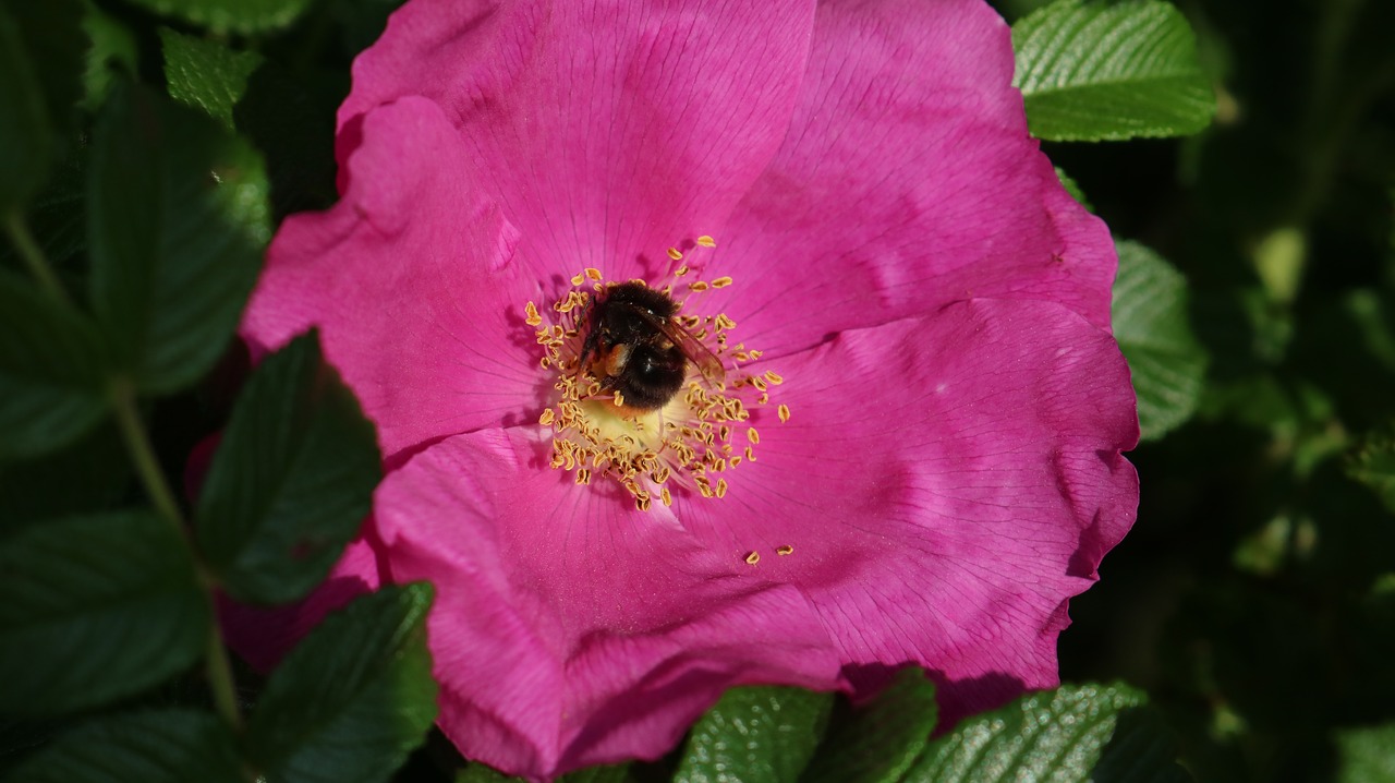 brambles  rose  flowers free photo