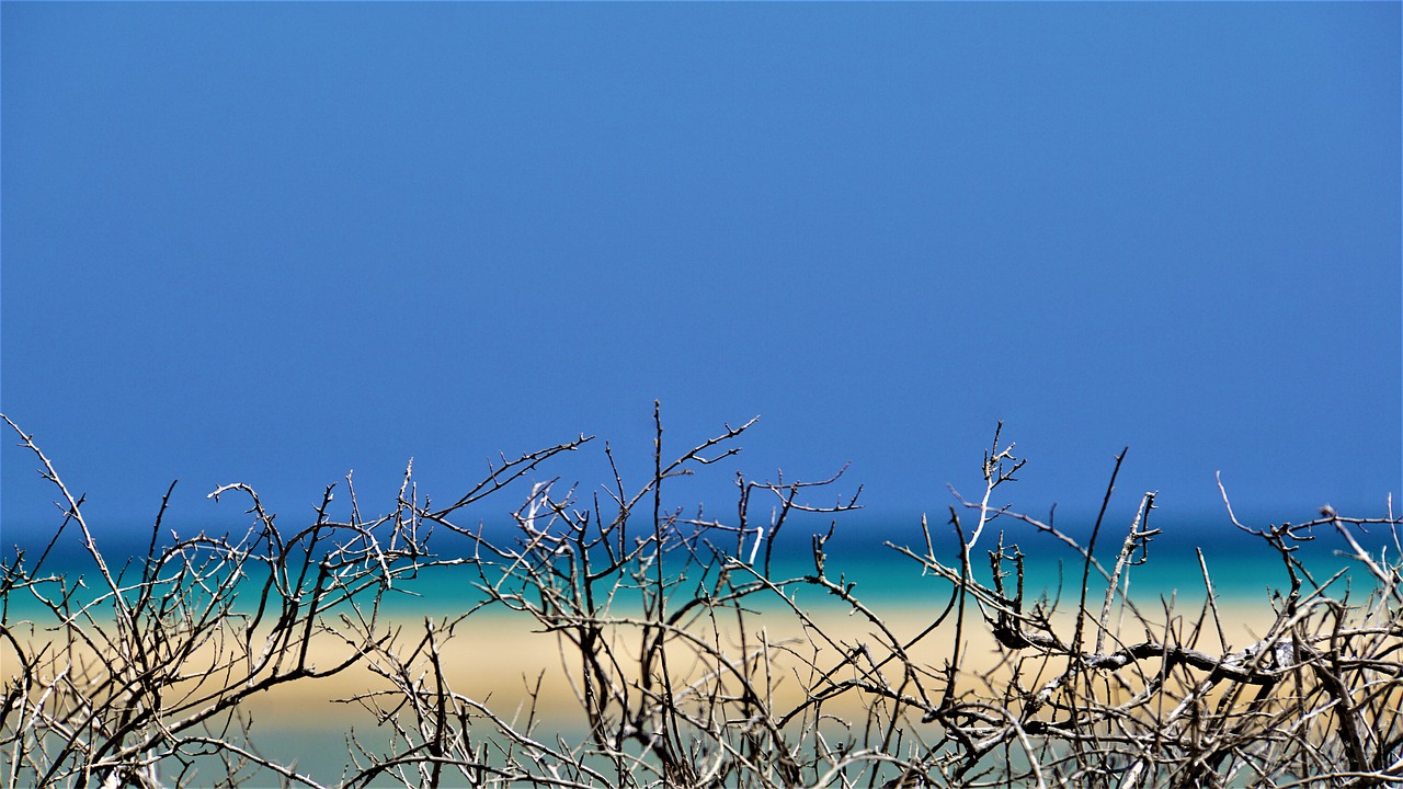 brambles  dunes  beach free photo