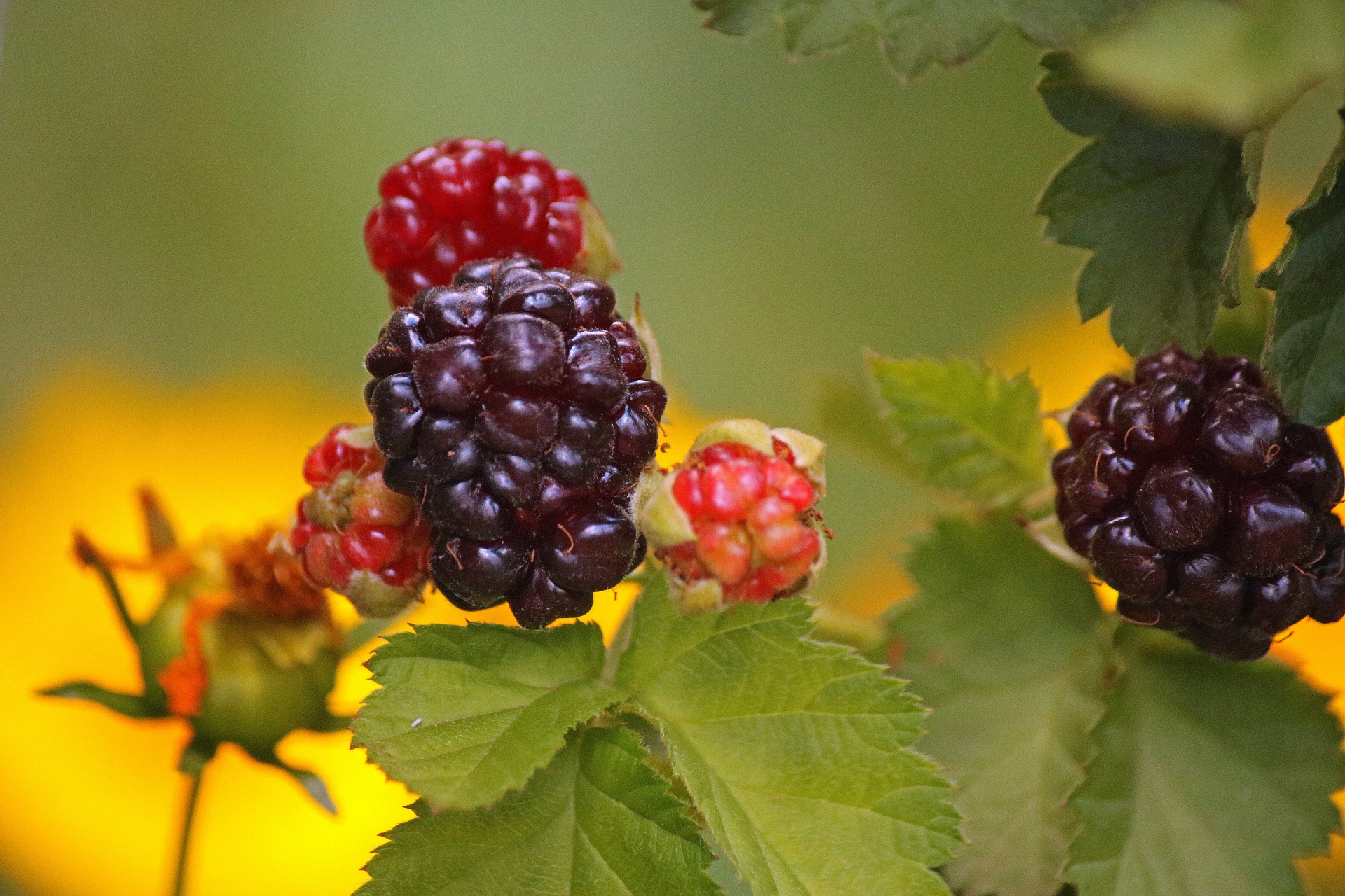 bush vine bramble free photo