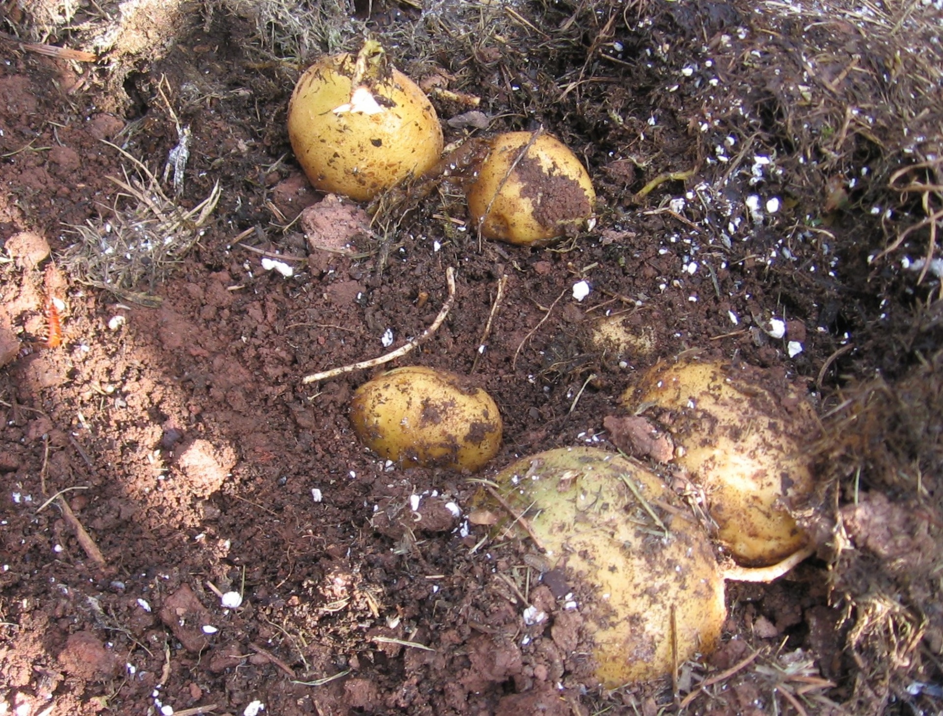 potatoes soil crop free photo