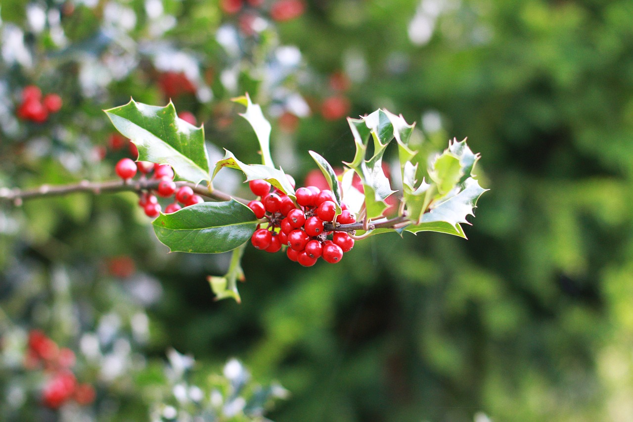 branch red berry free photo