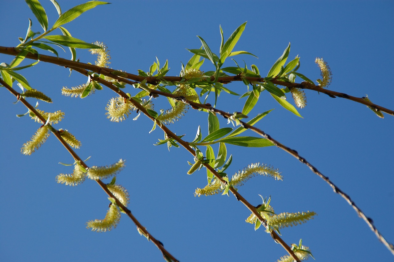 branch tree spring free photo