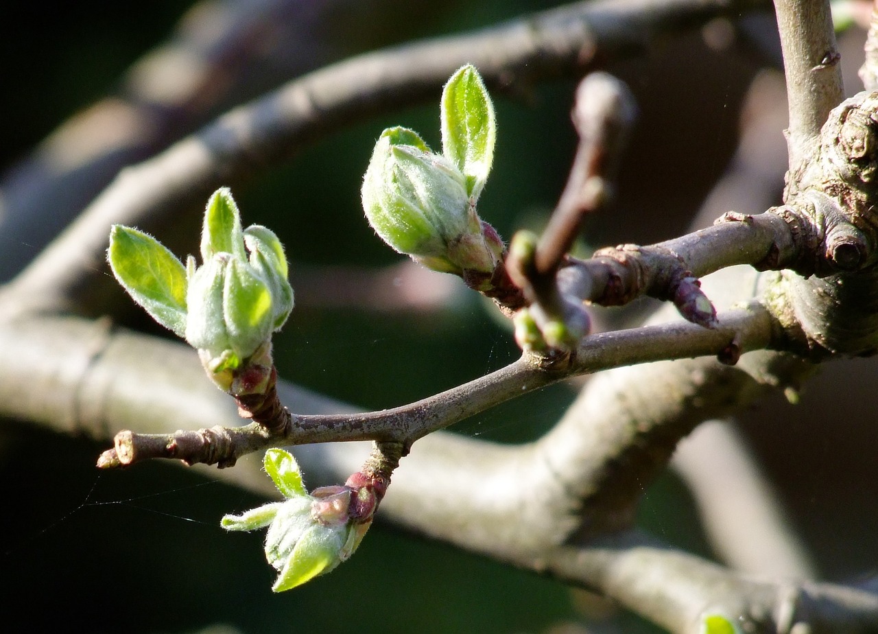 branch tree spring free photo