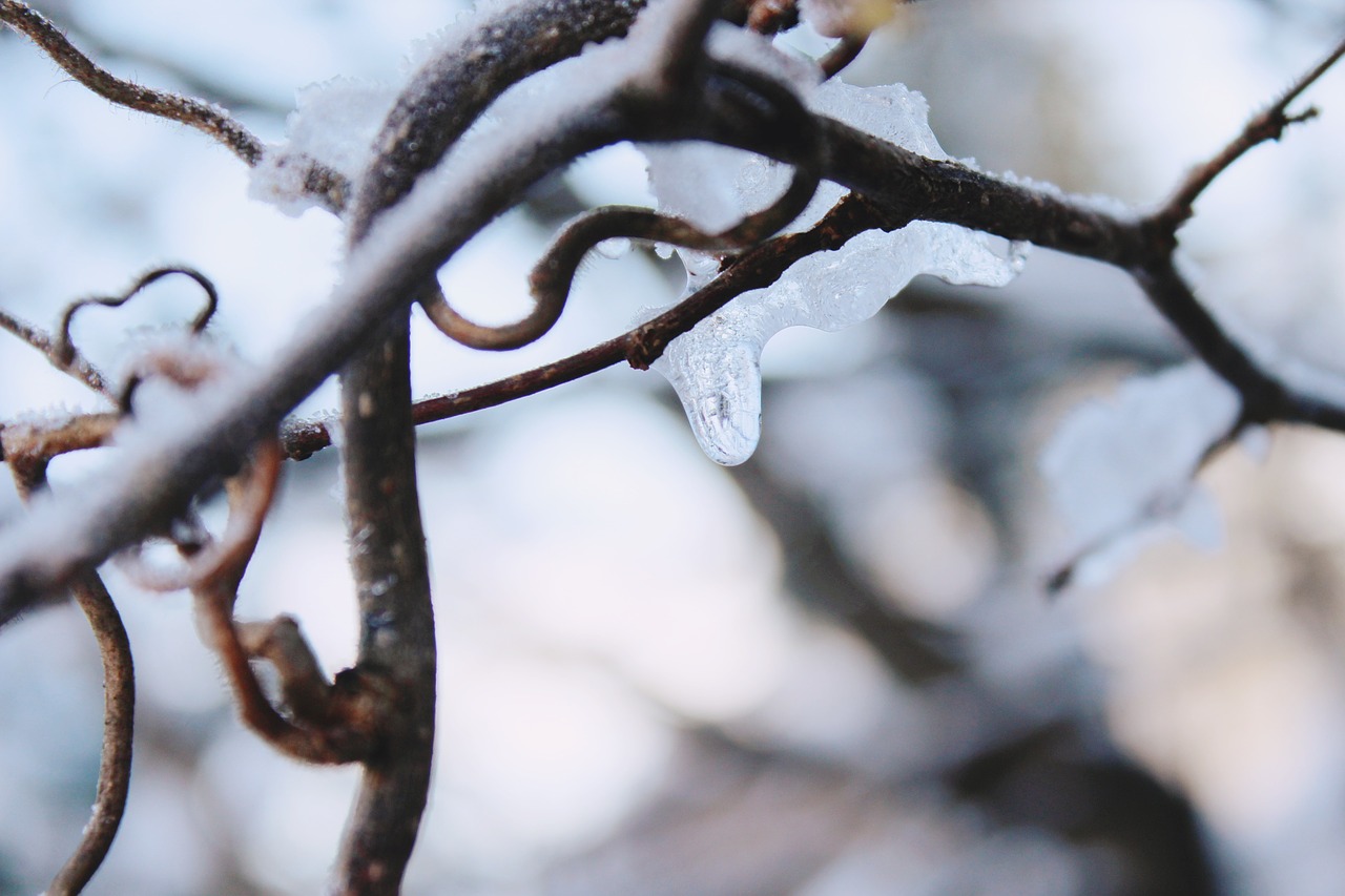 branch icicle snow free photo