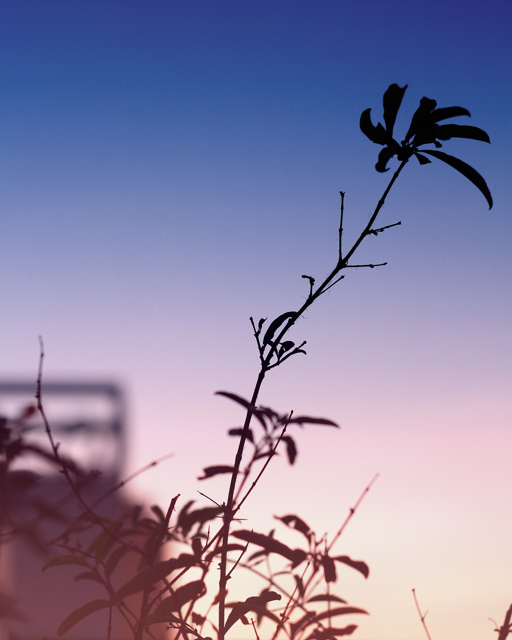 branch gradient sunset free photo