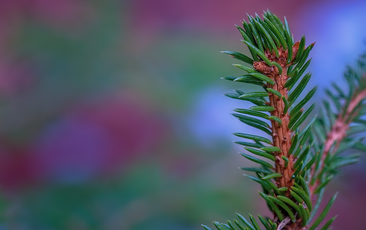 branch conifer conifer show free photo