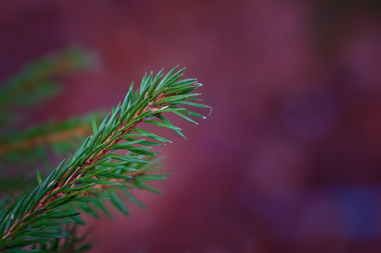 branch conifer conifer show free photo