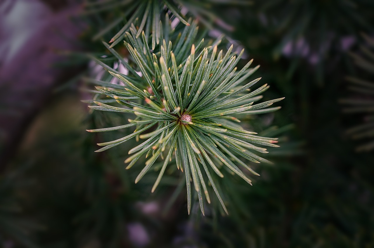 branch cedar tree free photo