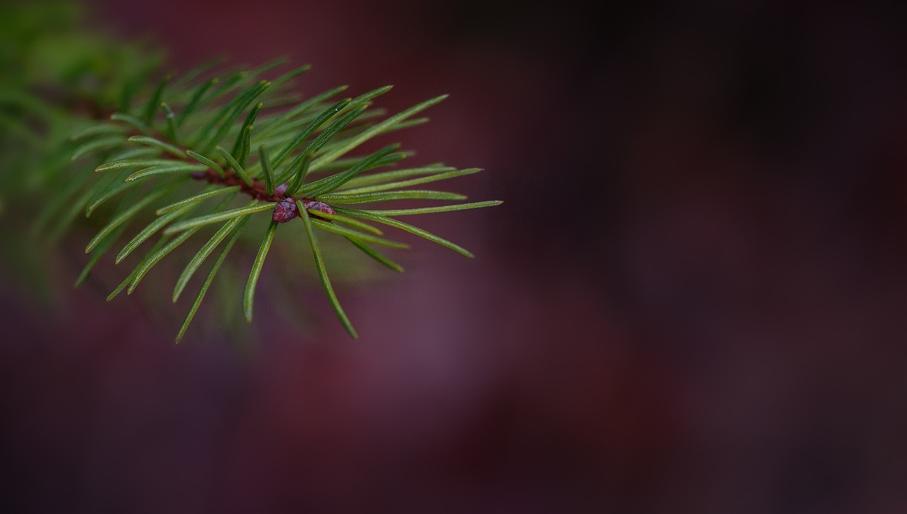 branch conifer show pine branch free photo
