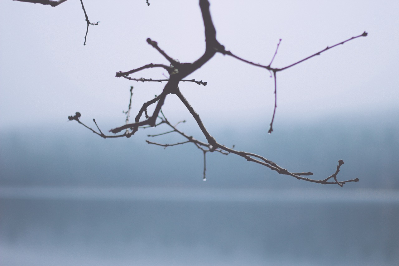 branch twigs tree free photo