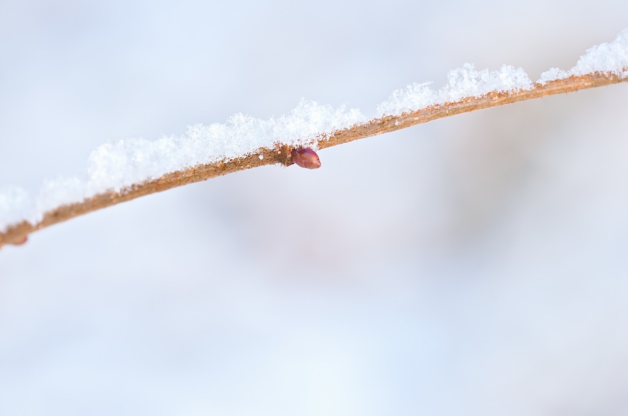 branch snowy eiskristalle free photo
