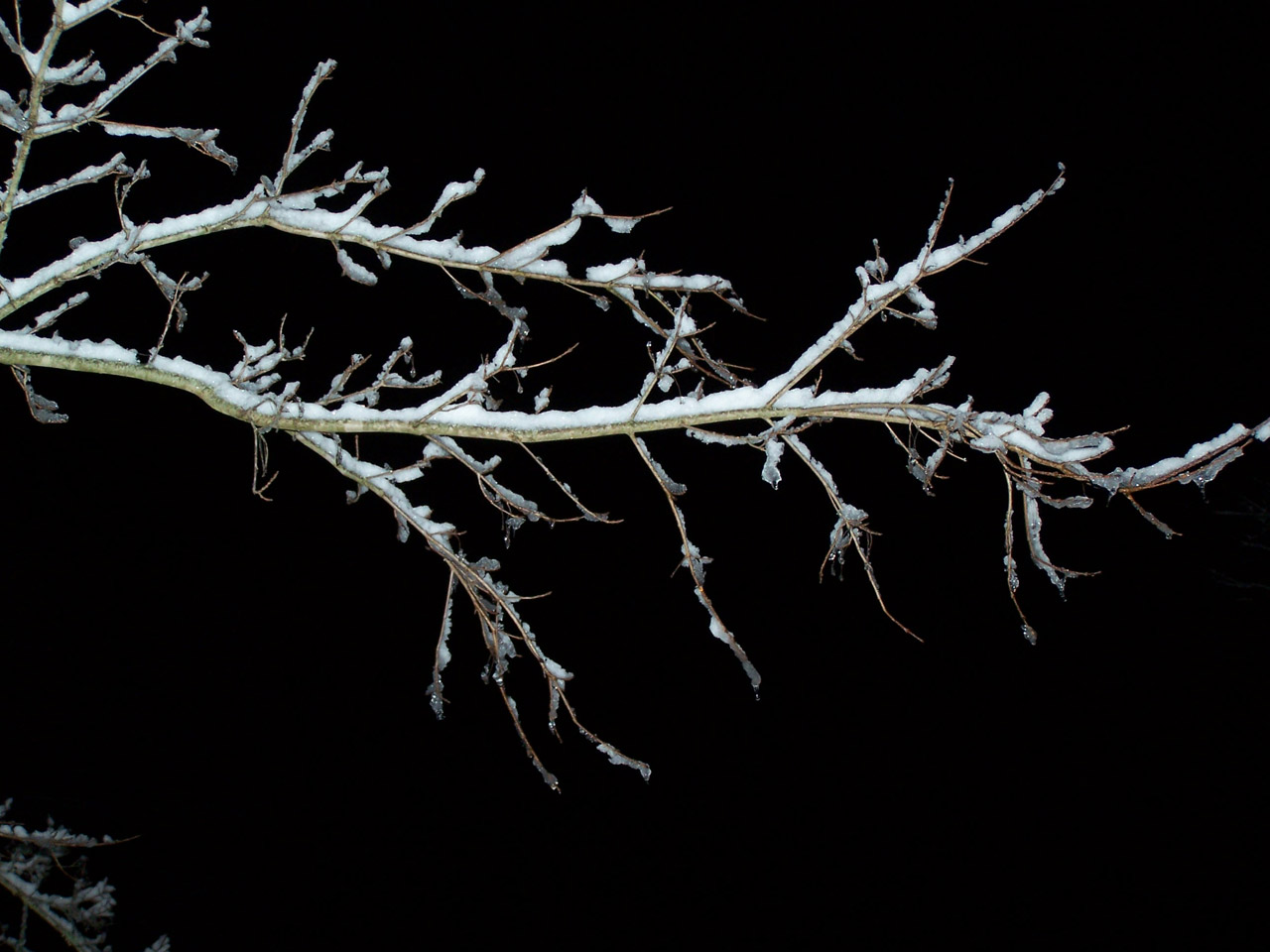 snow winter tree free photo