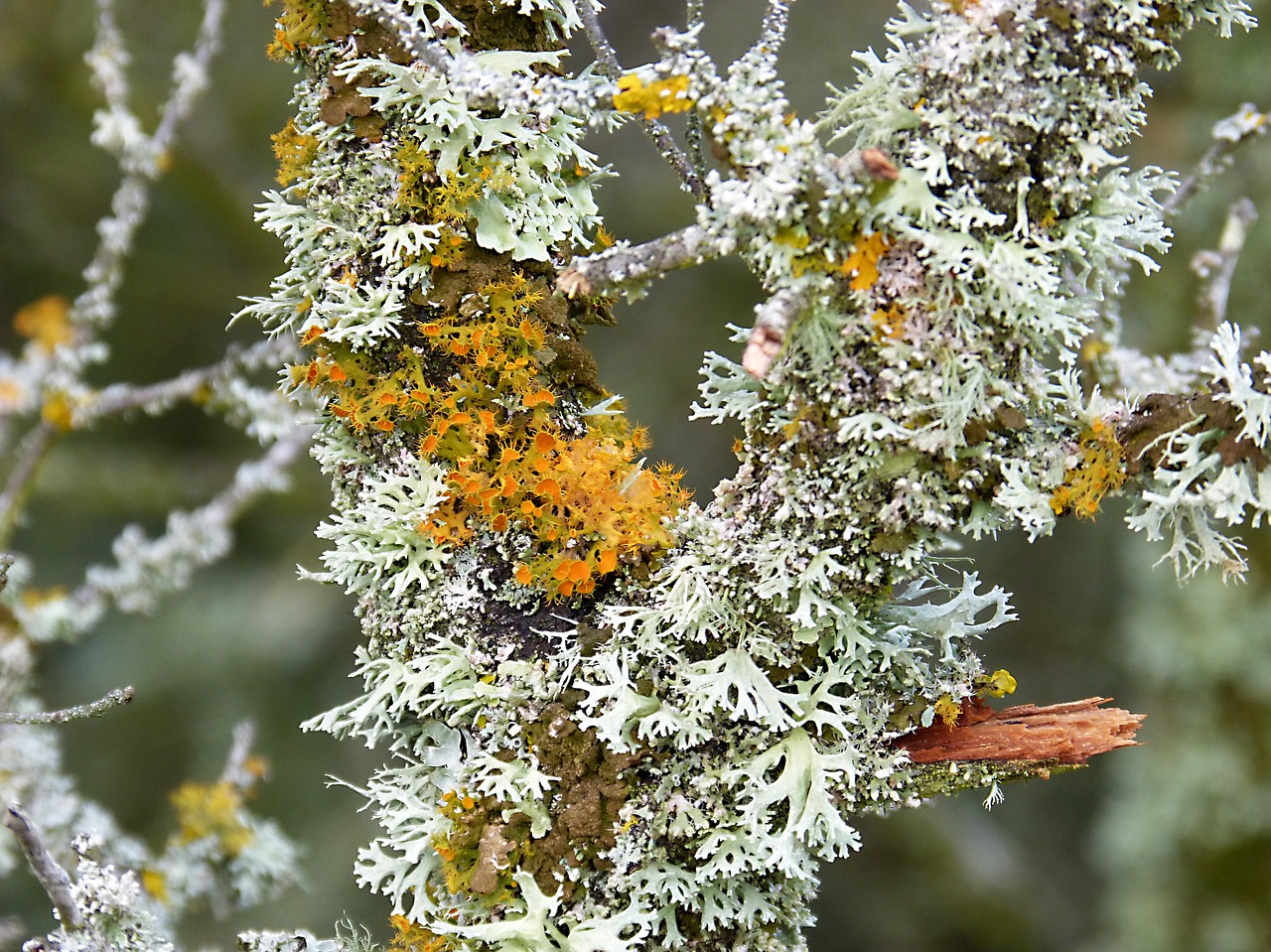 branch moss lichen free photo