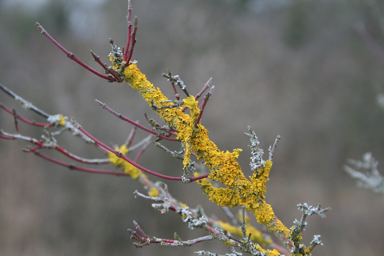 branch moss yellow free photo