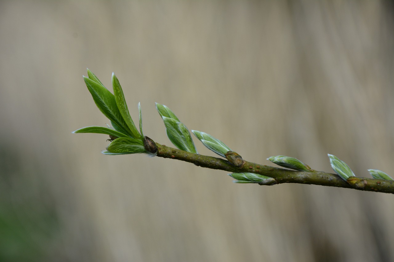 branch spring nature free photo