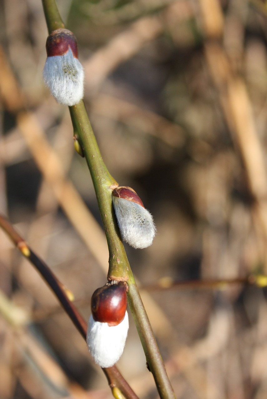 branch willow catkin spring free photo