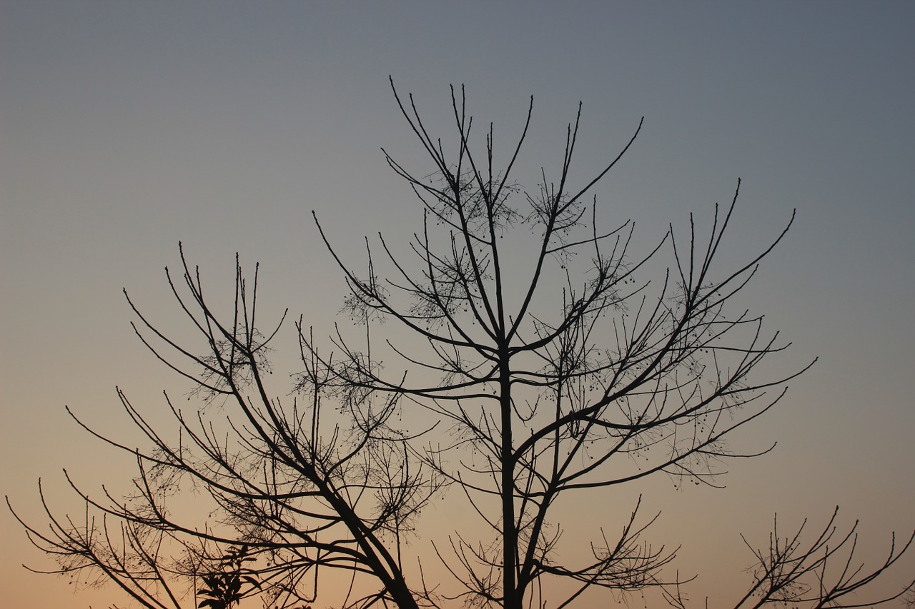 branch decoration silhouette free photo