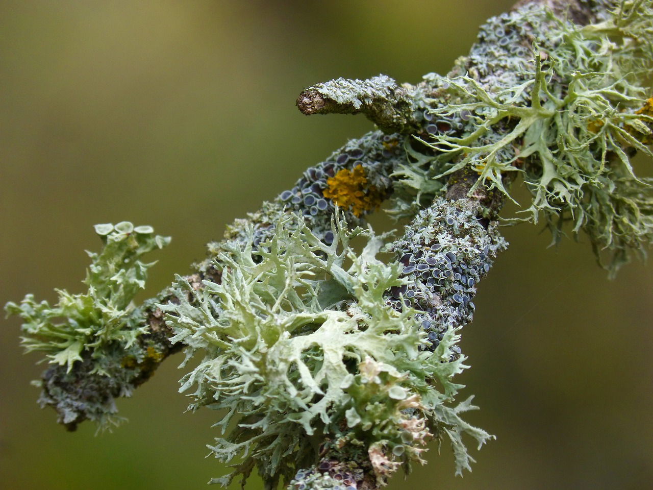 branch lichen lichens free photo