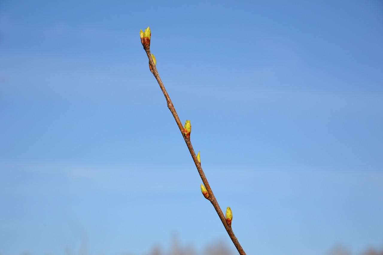 branch kidney sky free photo