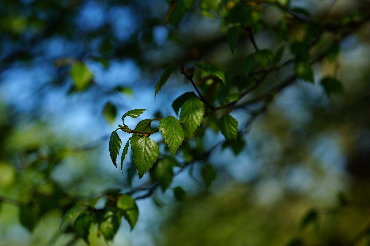 branch leaves spring free photo