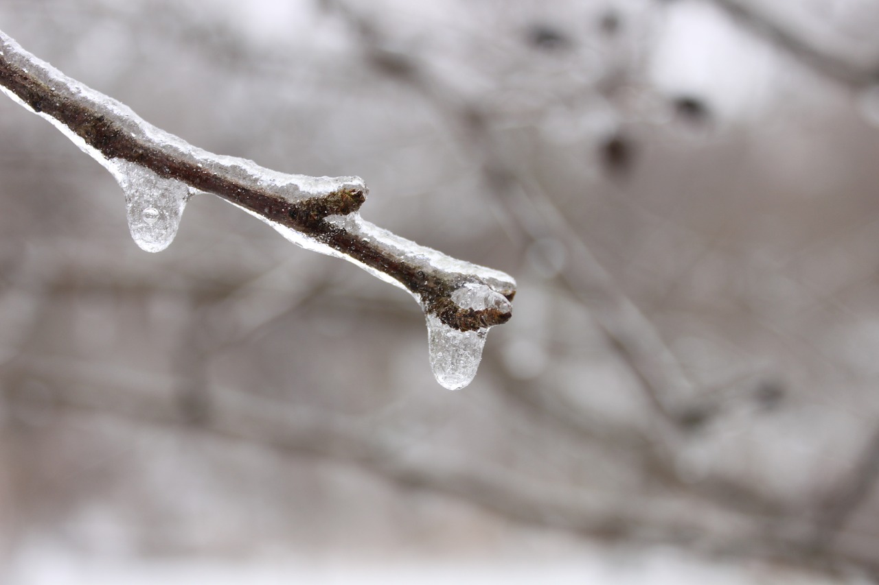 branch ice icicles free photo