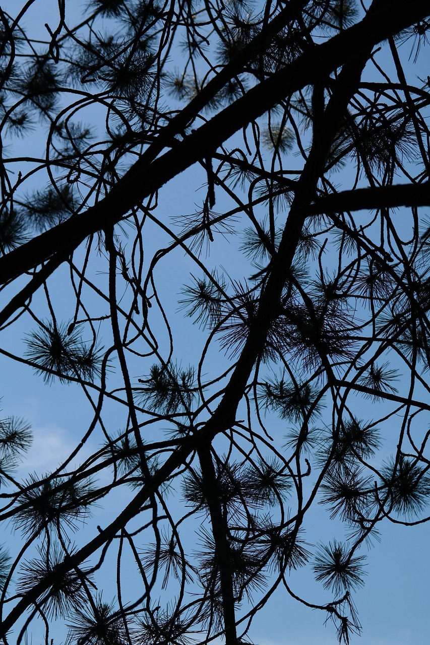 branch needles black pine free photo